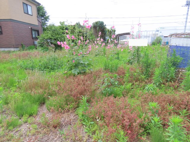 坂戸市戸宮売地の外観