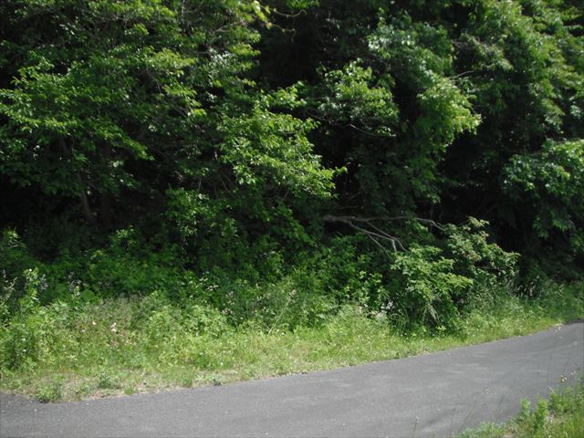 西郷村大字小倉田字黒森　土地199坪の外観