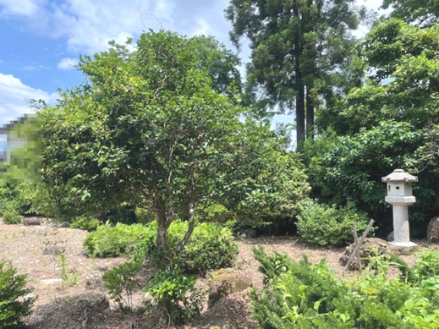 越前市村国1丁目132坪売地の外観