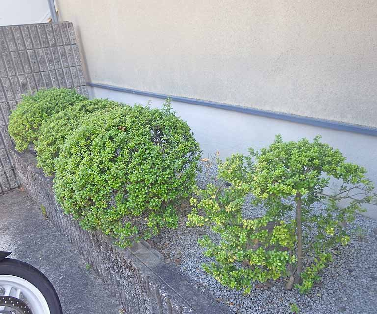 グリーンフォレストの庭