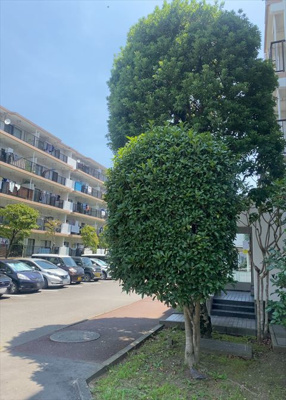 【中庭】 | 座間入谷ハイツ７号棟 | 中庭（パティオ）とは、一つの建築物の内部に設けられた、壁などで囲われている庭のことを指します。コの字型、ロの字型が主流ですが、L字型の中庭もあります。最近では、インテリア性の高さからも人気があります。