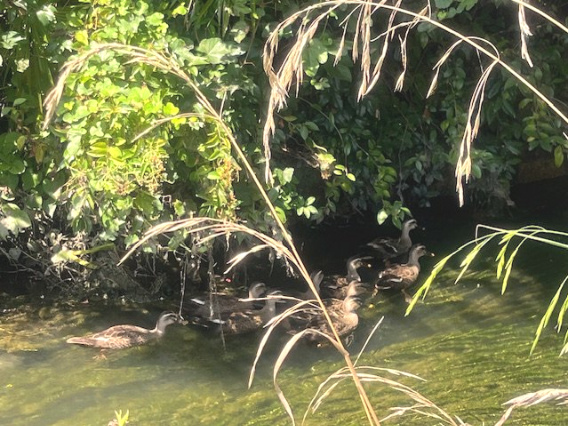高島市新旭町藁園44坪土地のその他