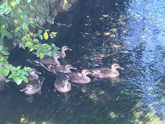 高島市新旭町藁園44坪土地のその他