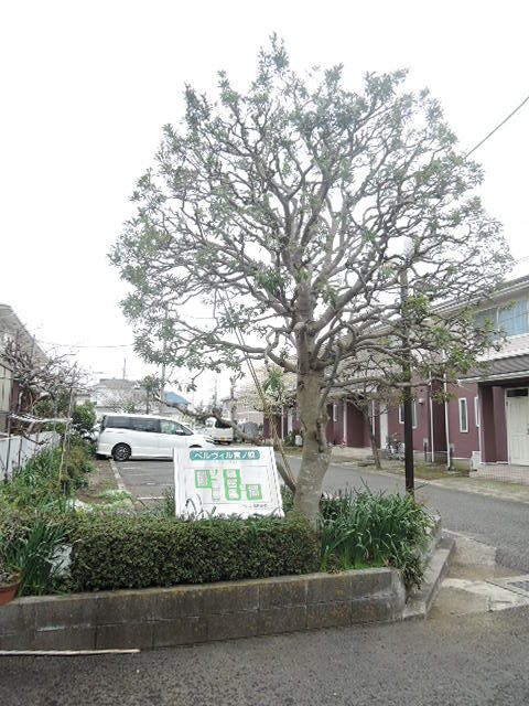 植栽