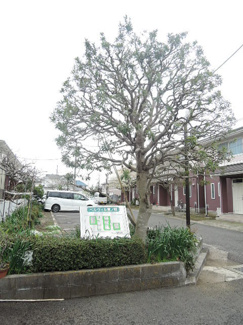 植栽