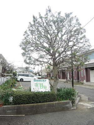 植栽