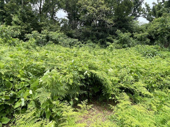 【外観】 | 東興別荘地　売地