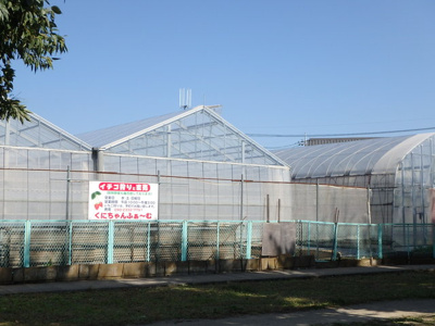 くにちゃんふぁ～む（イチゴ狩り農園）まで1100ｍ