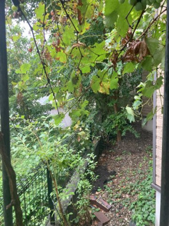 【庭】 | 埼玉県さいたま市大宮区戸建