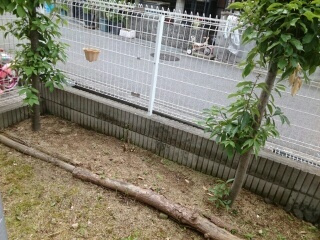 エスポワールパレスの庭