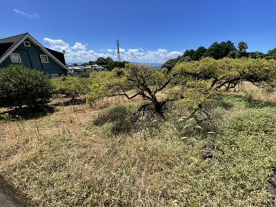 【外観】 | 値下げ！荒平町　売地（うめ畑）アパート用地や分譲用地に(^^♪