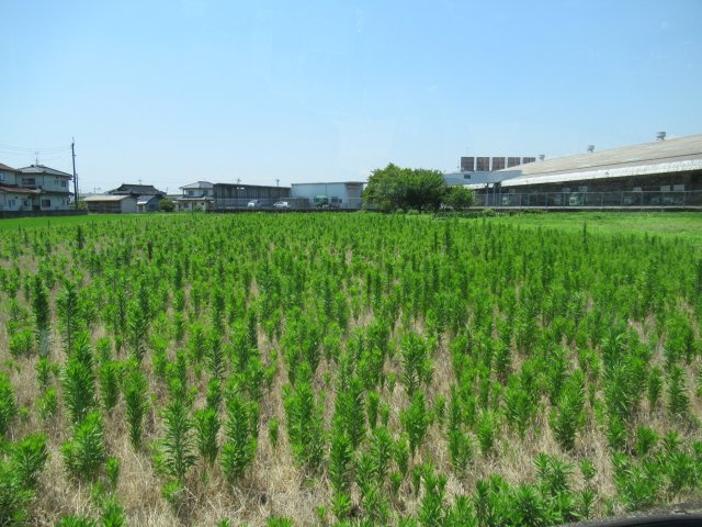 津山市押入　売地　1644坪の外観