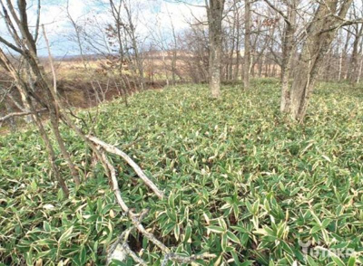 【外観】 | 阿寒郡鶴居村字幌呂332-8売地