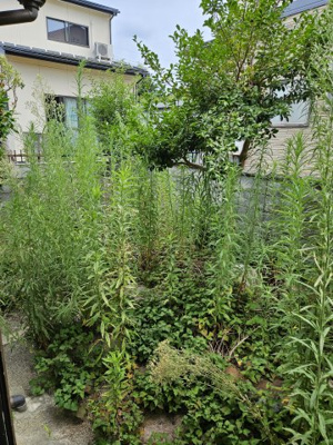 【庭】 | 鳥取市本町5丁目中古戸建て