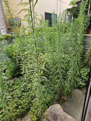 【庭】 | 鳥取市本町5丁目中古戸建て