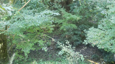  | 中古住宅及び店舗 | 敷地内の小川付近