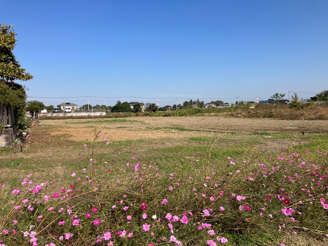 吉見町中新井  土地98坪の外観