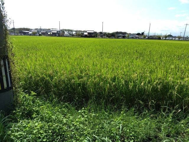 ６３７０３　岐阜市柳津町下佐波西 農地の外観