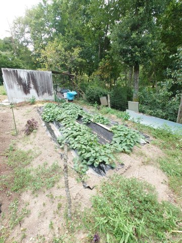 ◆緑豊かな住環境◆畑や栗の木のある広い約１００坪の敷地◆平家建◆駐車スペースあり◆京丹波町中台土橋のその他|庭・畑