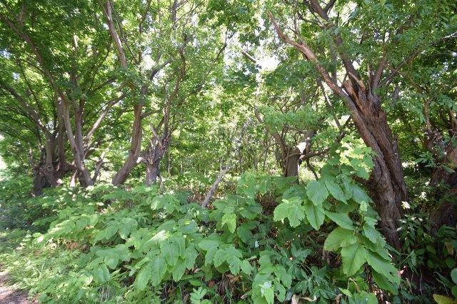 小樽市塩谷2丁目　売土地