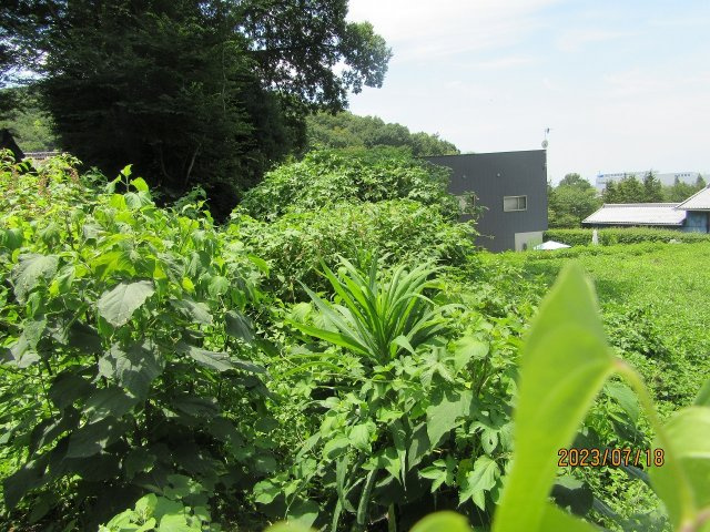 佐野市黒袴町|東側より（2023年7月撮影）