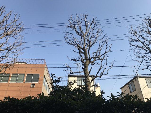 スターフラッツの展望