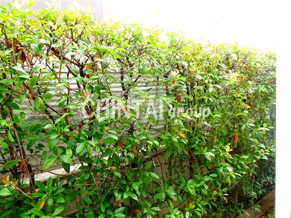 チェリーハイツの展望