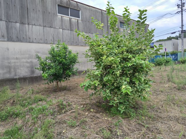 ６３９０５　岐阜市雄総桜町４丁目土地の外観