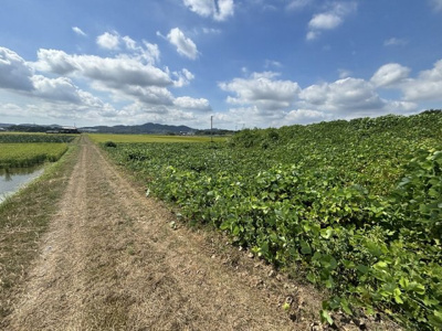 【外観】 | 加西市中野町　農業振興地域　農地1