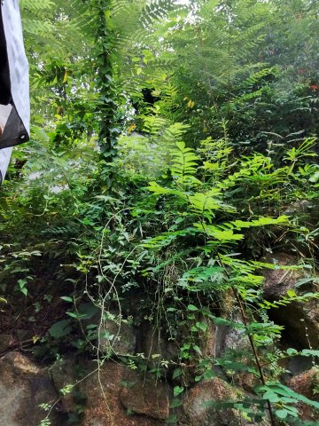 西宮市角石町土地の外観