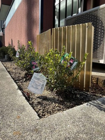 パークヴィラ甲子園口のその他|ちょっとした植栽スペースに癒されますね