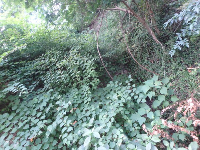 西宮市苦楽園四番町　土地のその他|緑豊かな環境