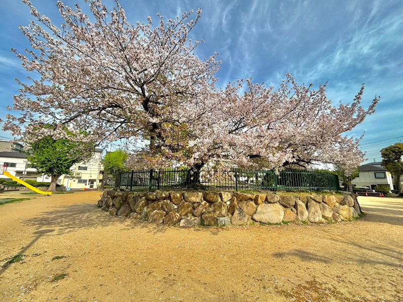 住吉宮町1丁目新築戸建の周辺|【Nearby park】春には色鮮やかな桜の木が咲いています♪