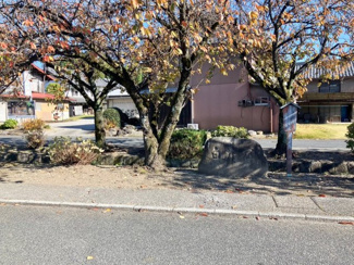 【前面道路含む現地写真】 | 前面道路の八重桜がきれいです♪