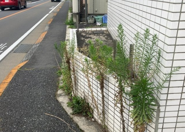 【外観】 | エニーハイツ | 物件によっては、入居者が個人的に使用できる専用庭がついているものもあります。また、住宅の中にある土間の部分を庭と呼ぶこともあります。庭の用途は住む人によって変わり、それによってデザインもさまざまです。