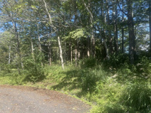 【北杜市高根町長沢】アルプスハイランド内にある林の土地の画像