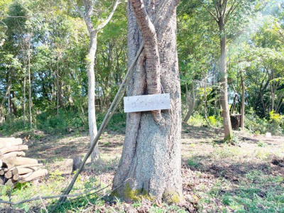 【外観】 | 桜川市犬田283坪売地 | 桜の木