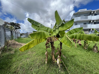  | うるま市字江洲96.49坪