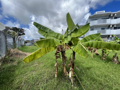  | うるま市字江洲96.49坪