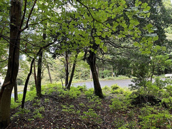 【外観】 | 東急天城高原別荘地　売地