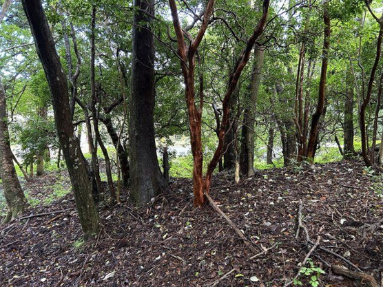 【外観】 | 東急天城高原別荘地　売地