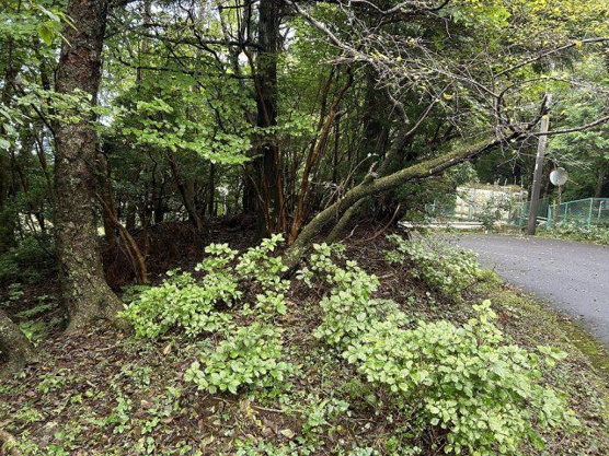 【外観】 | 東急天城高原別荘地　売地