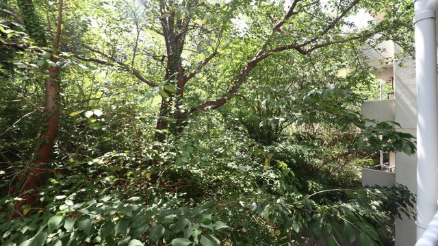 パラディッソコートの展望