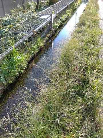 【周辺】 | 向原5丁目貸家 | 目の前に蛍がいる小川が流れています。