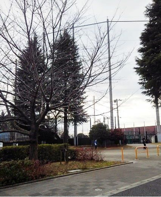 【周辺】 | メゾンドベルフォレ