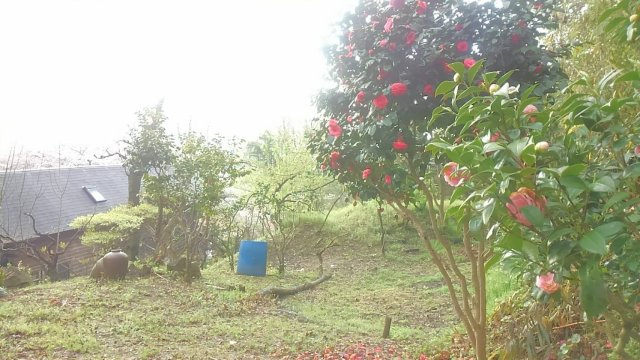 伊勢原市東富岡　店舗兼住宅の大型ログハウスの庭