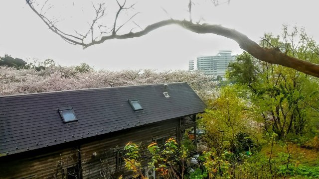 伊勢原市東富岡　店舗兼住宅の大型ログハウスの展望