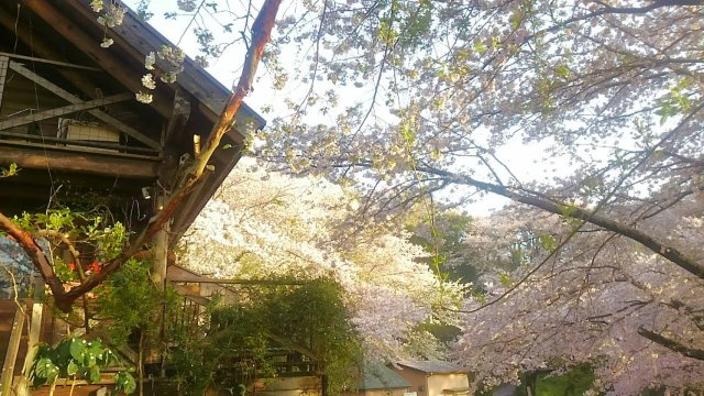 伊勢原市東富岡　店舗兼住宅の大型ログハウスの展望