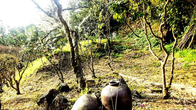 伊勢原市東富岡　店舗兼住宅の大型ログハウスの庭