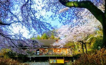 伊勢原市東富岡　店舗兼住宅の大型ログハウスの前面道路含む現地写真